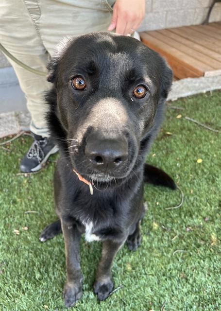 Zeke, ADOPTABLE, Young Male Flat-Coated Retriever.