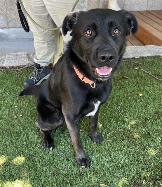 Zeke, a ADOPTABLE Flat-Coated Retriever in Phoenix, OR image 5/5