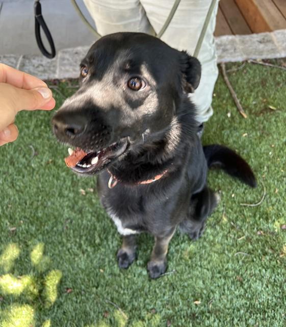 Zeke, a ADOPTABLE Flat-Coated Retriever in Phoenix, OR image 3/5