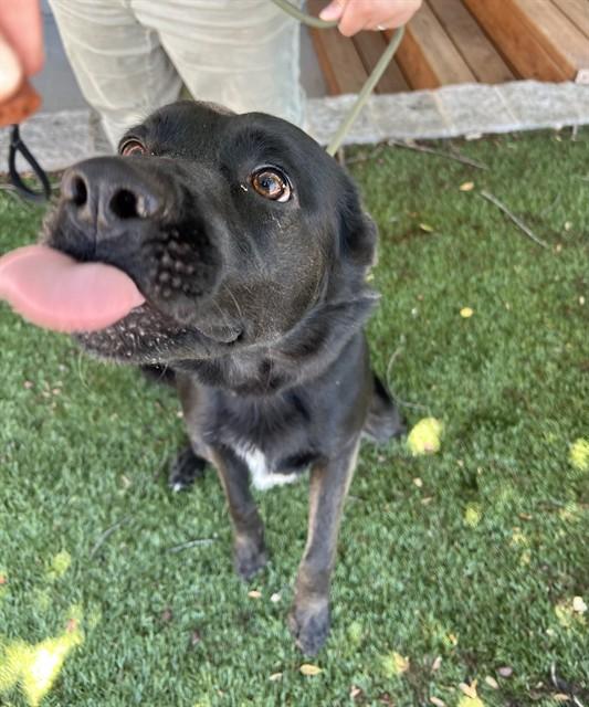Zeke, a ADOPTABLE Flat-Coated Retriever in Phoenix, OR image 2/5