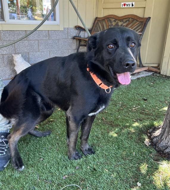 Zeke, a ADOPTABLE Flat-Coated Retriever in Phoenix, OR image 4/5