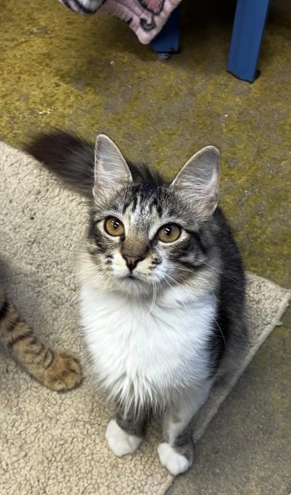 Juliette, Adoptable, Young Female Domestic Medium Hair & Domestic Short Hair.
