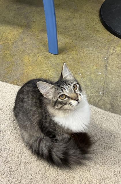 Enlarge Juliette, a Adoptable mixed breed in Picayune, MS image 2/3