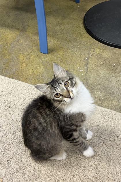 Enlarge Juliette, a Adoptable mixed breed in Picayune, MS image 3/3
