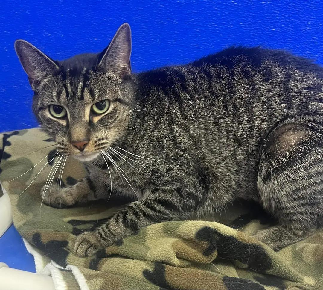 Enlarge Rocky, a Adoptable mixed breed in Dunkirk, NY image 3/3