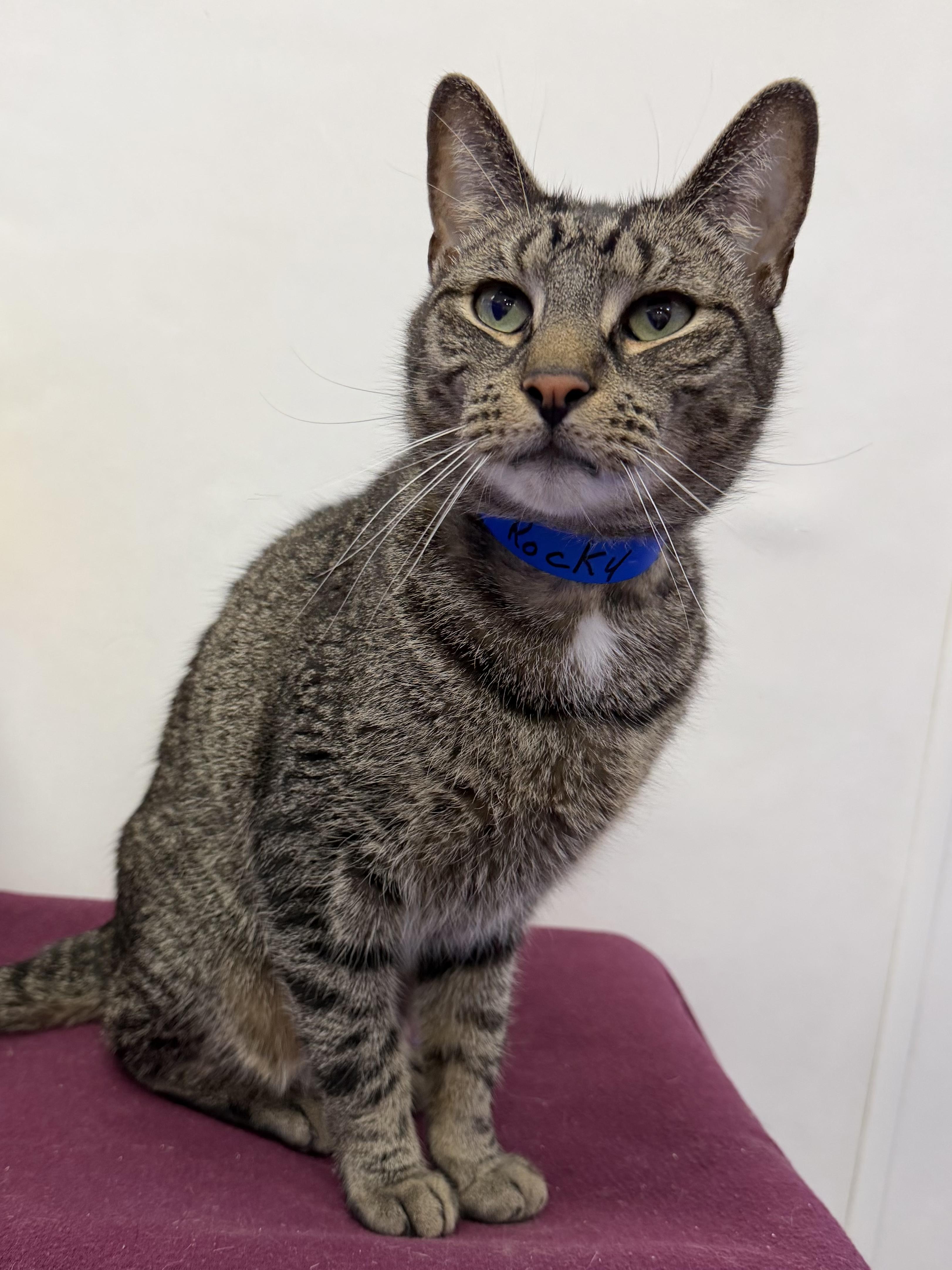 Rocky, an adoptable mixed breed in Dunkirk, NY image 2/5