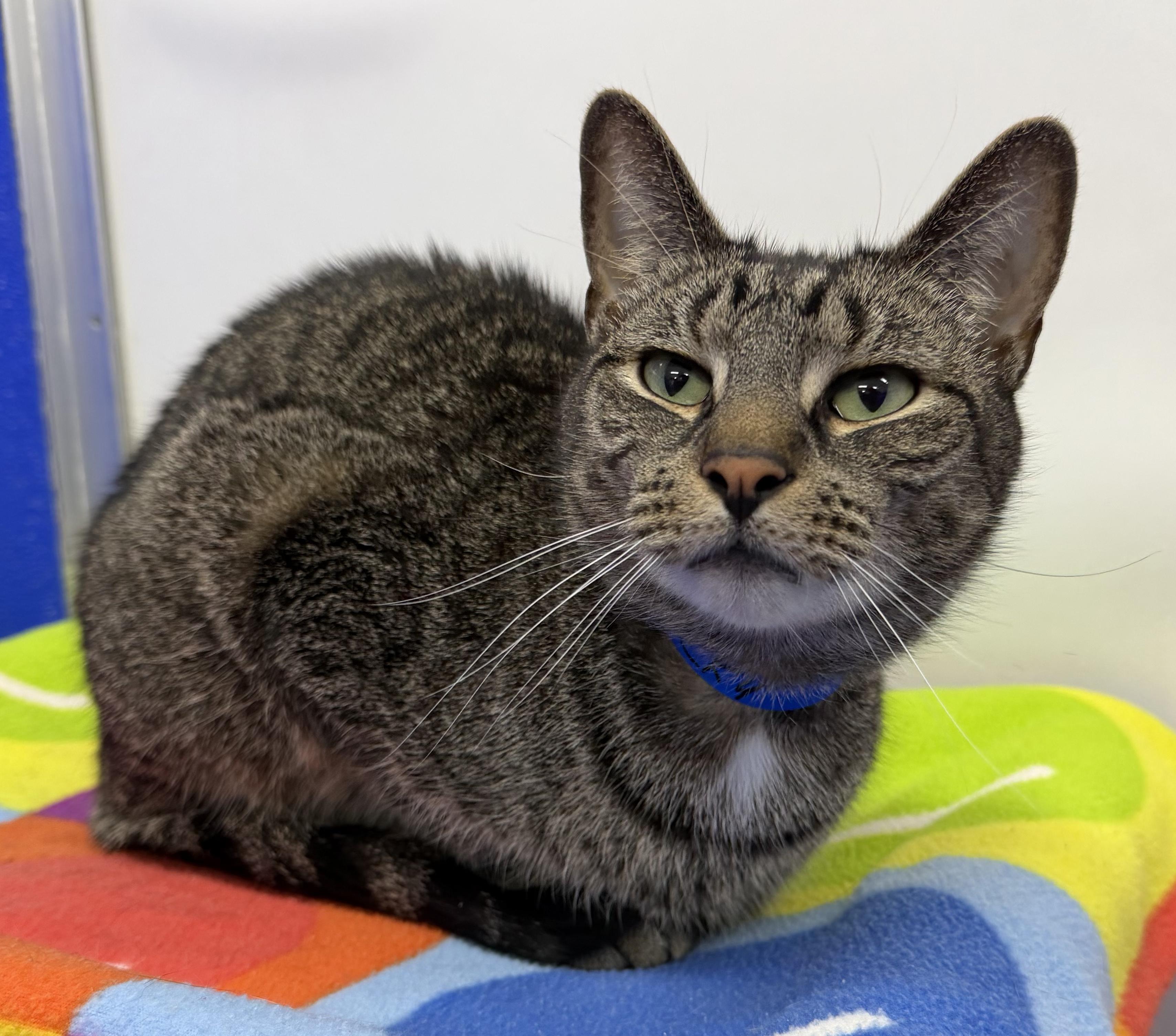 Rocky, an adoptable mixed breed in Dunkirk, NY image 4/5