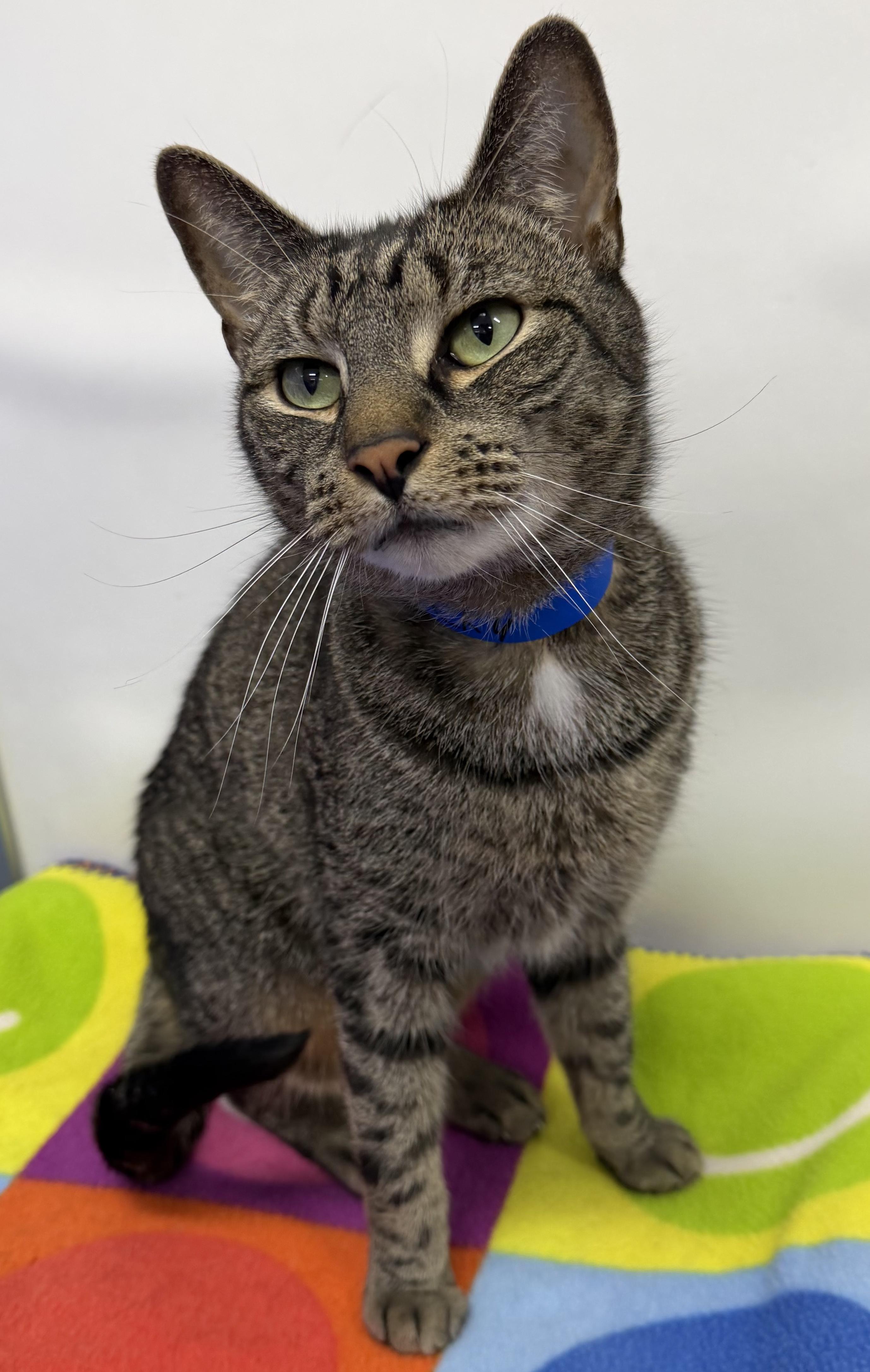 Rocky, an adoptable mixed breed in Dunkirk, NY image 3/5