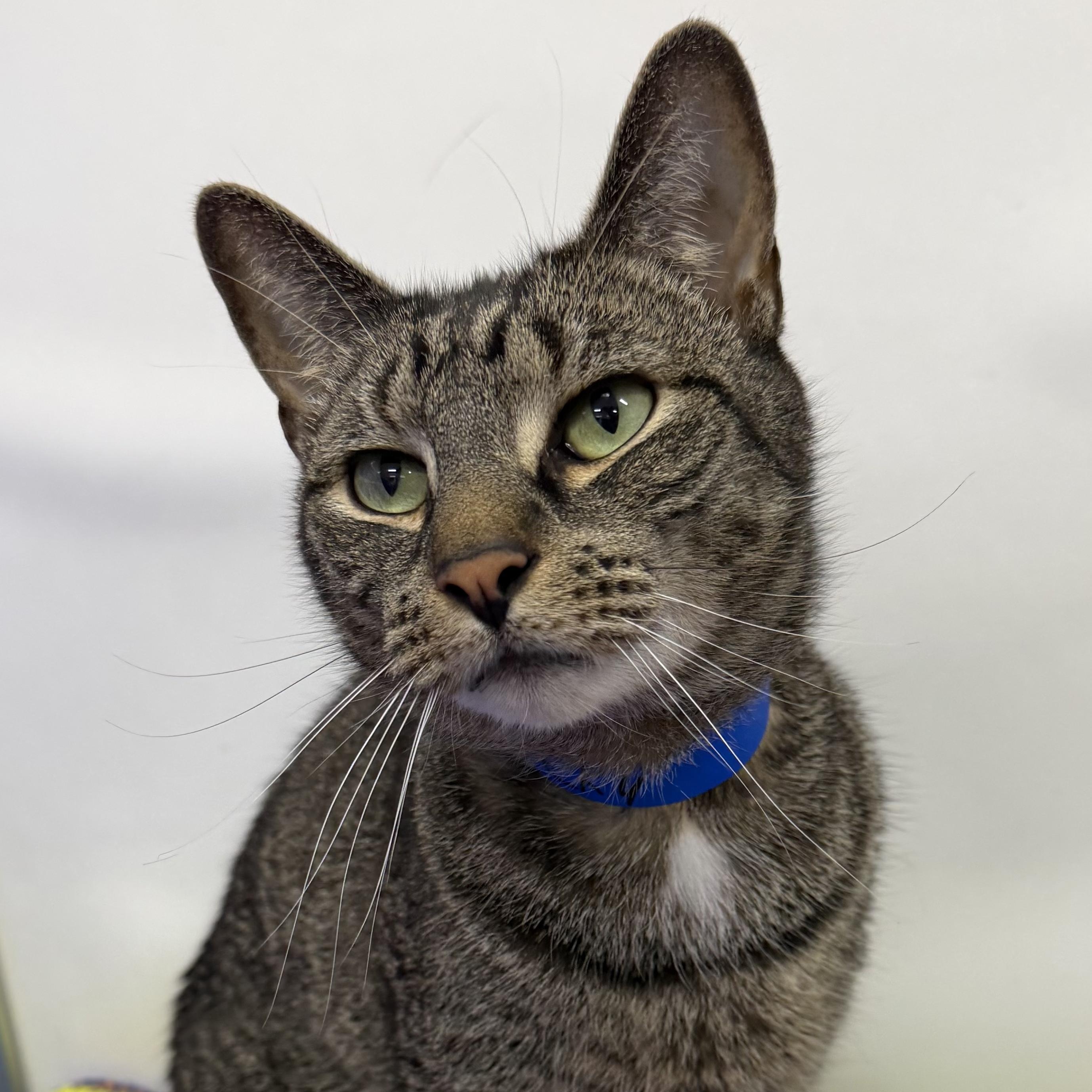 Rocky, adoptable, Adult Male Domestic Short Hair & Tabby.