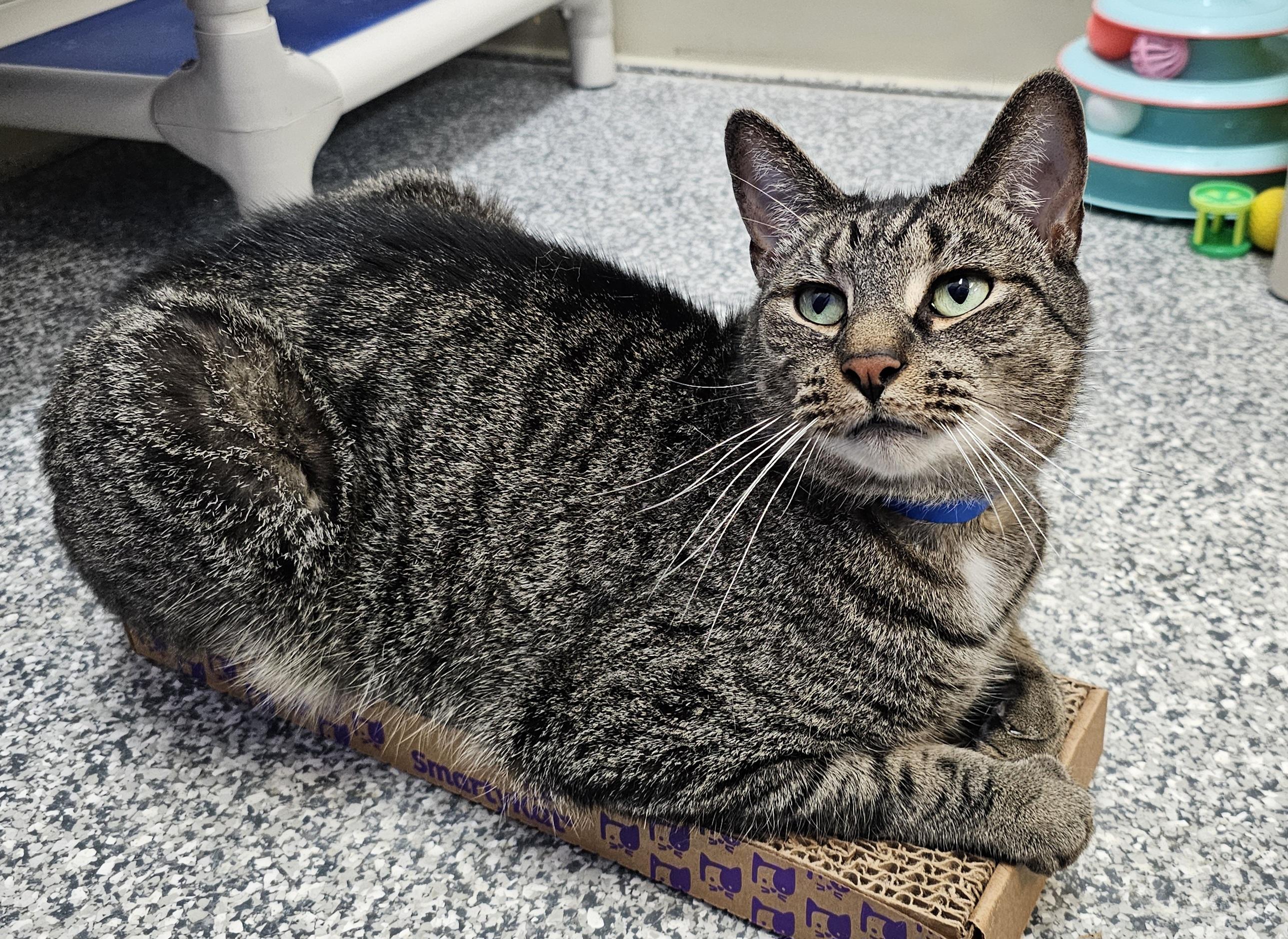 Rocky, an adoptable mixed breed in Dunkirk, NY image 6/6