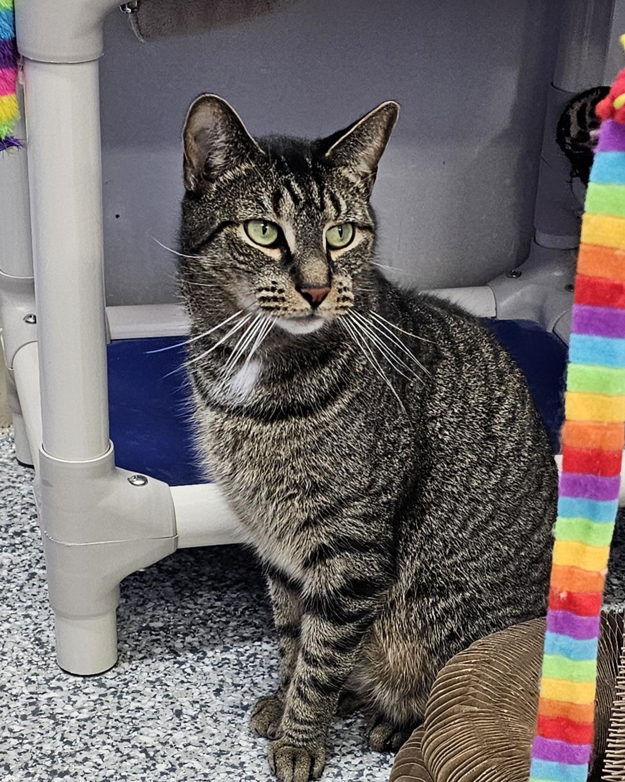 Enlarge Rocky, a Adoptable mixed breed in Dunkirk, NY image 1/3