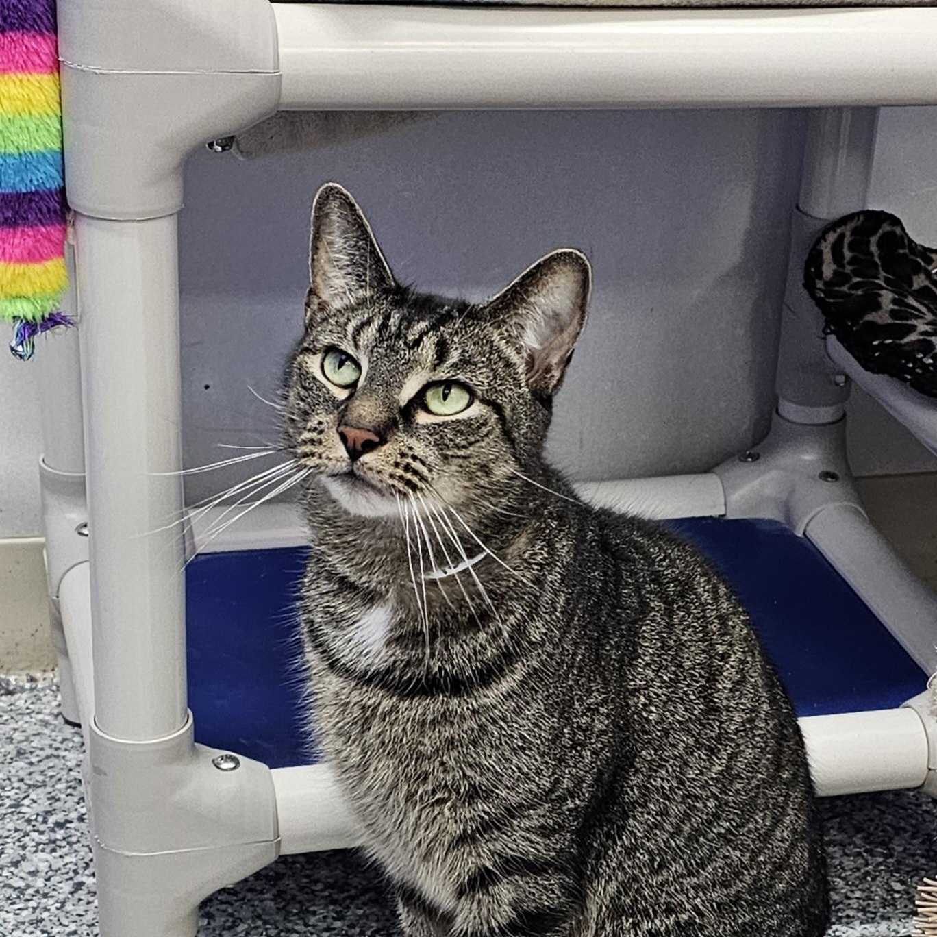 Enlarge Rocky, a Adoptable mixed breed in Dunkirk, NY image 2/3