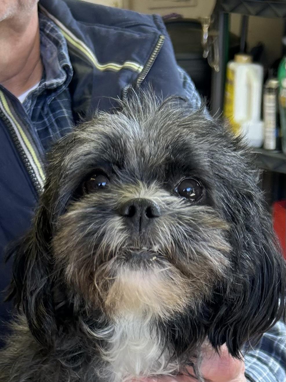 BEANIE, Adoptable, Adult Female Pekingese & Poodle.