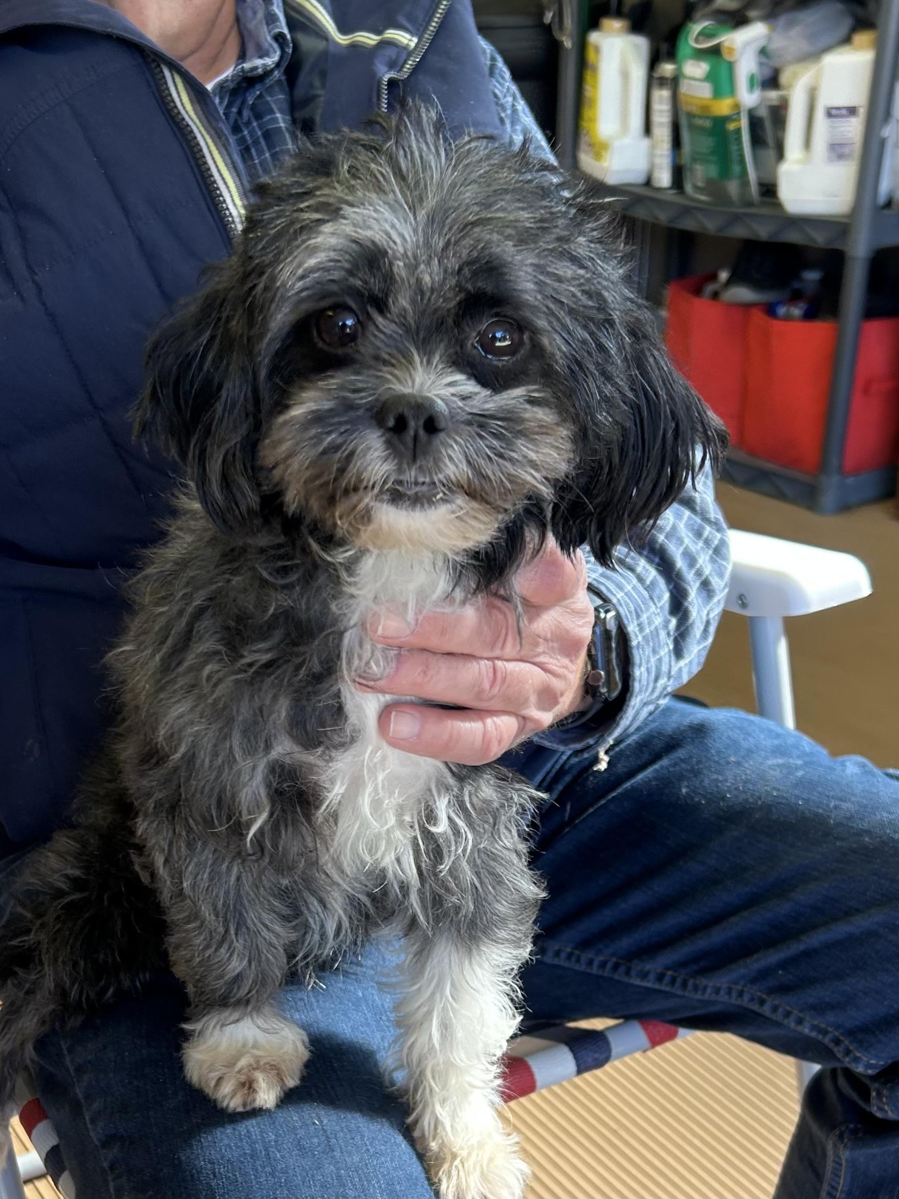 Enlarge BEANIE, a Adoptable mixed breed in Rossford, OH image 2/3