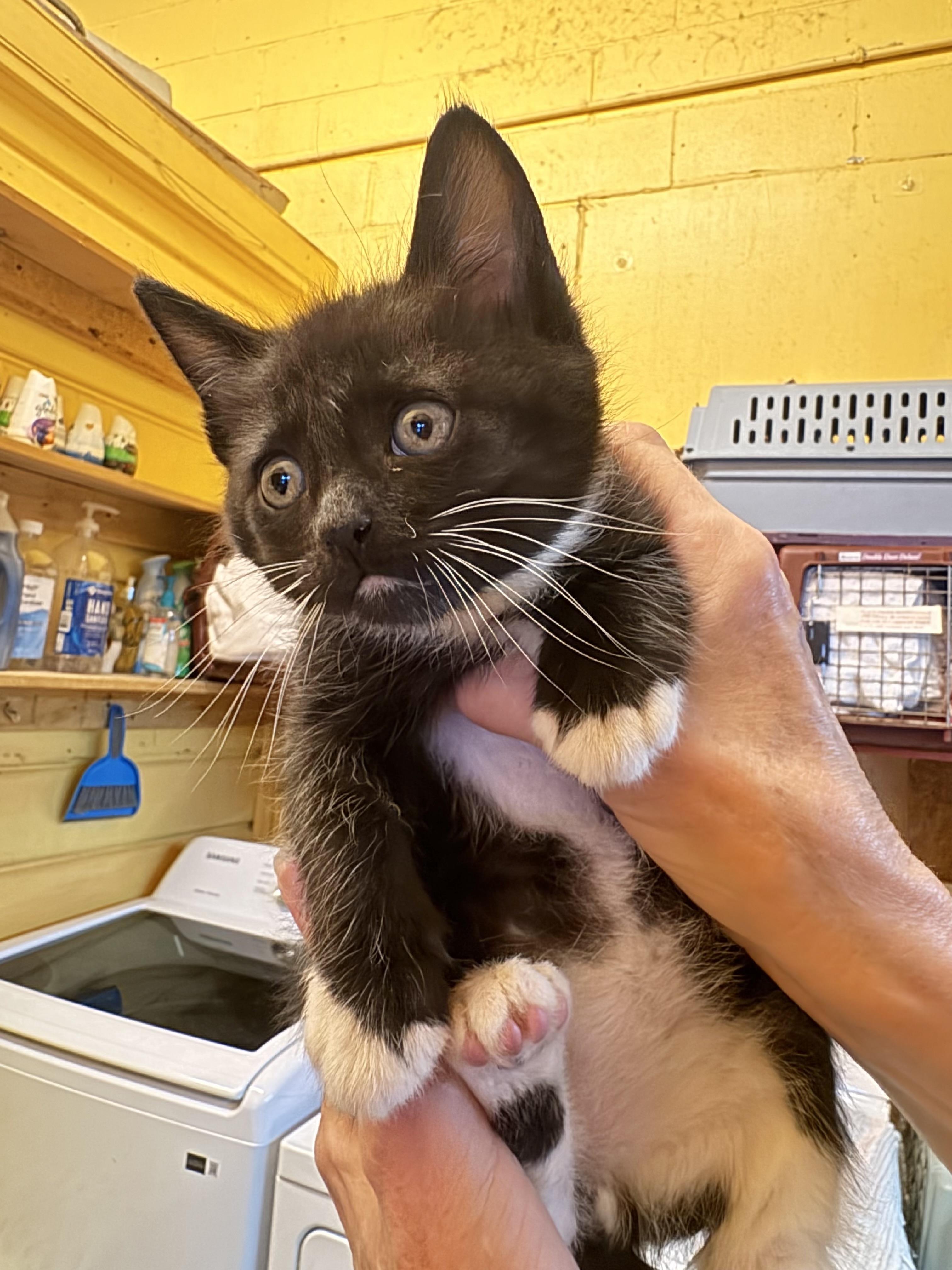 Curly, Young Male Domestic Long Hair