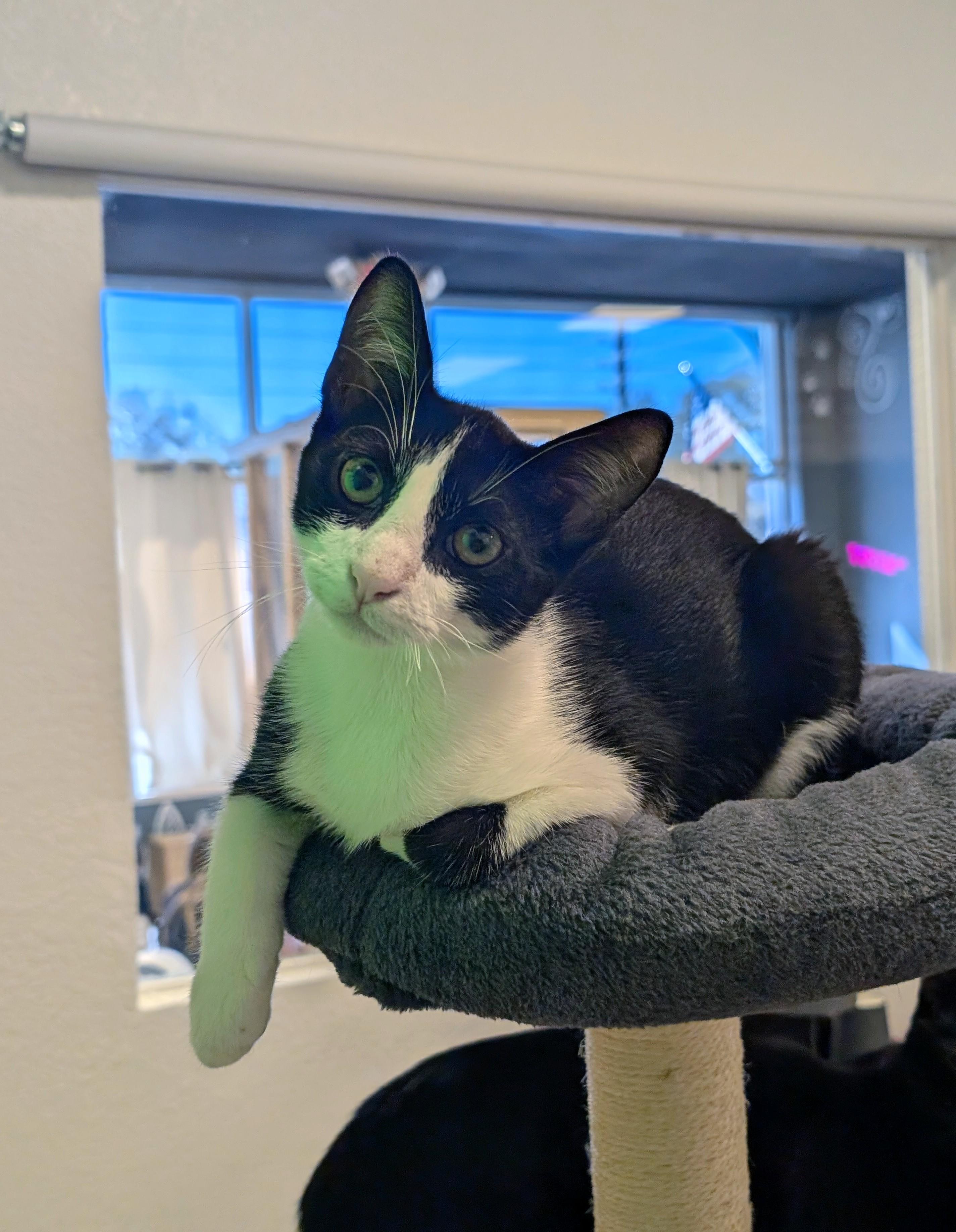 Fido, adopted, Kitten Male Domestic Short Hair.