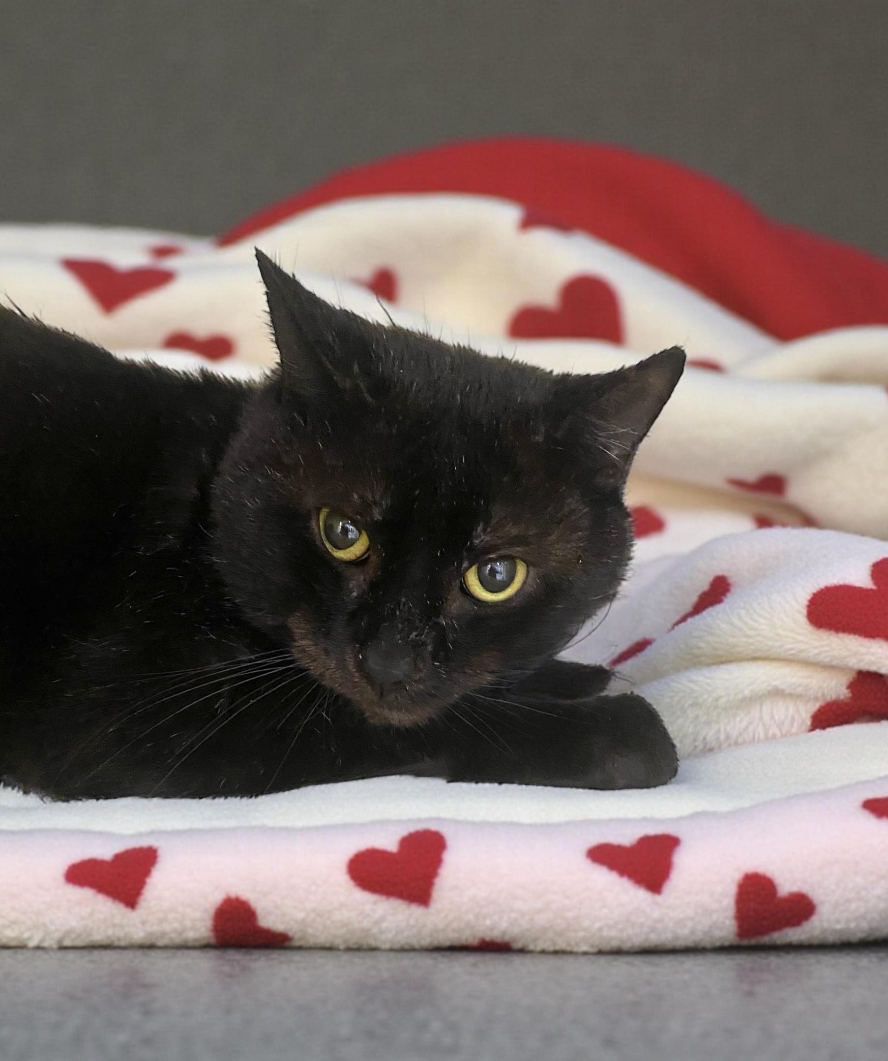 Atlas, Adoptable, Adult Male Domestic Short Hair.