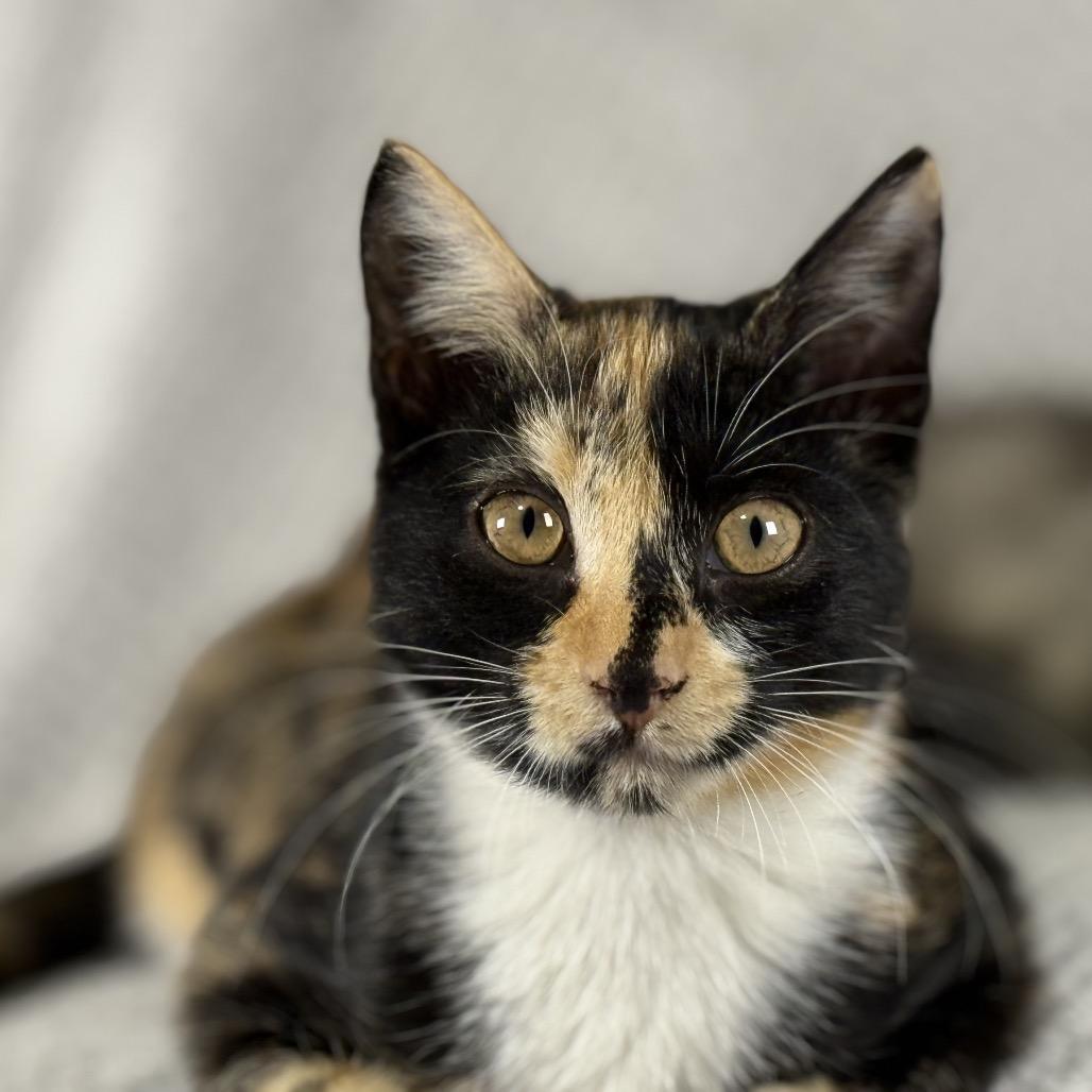 Wanda, Adoptable, Kitten Female Domestic Medium Hair.