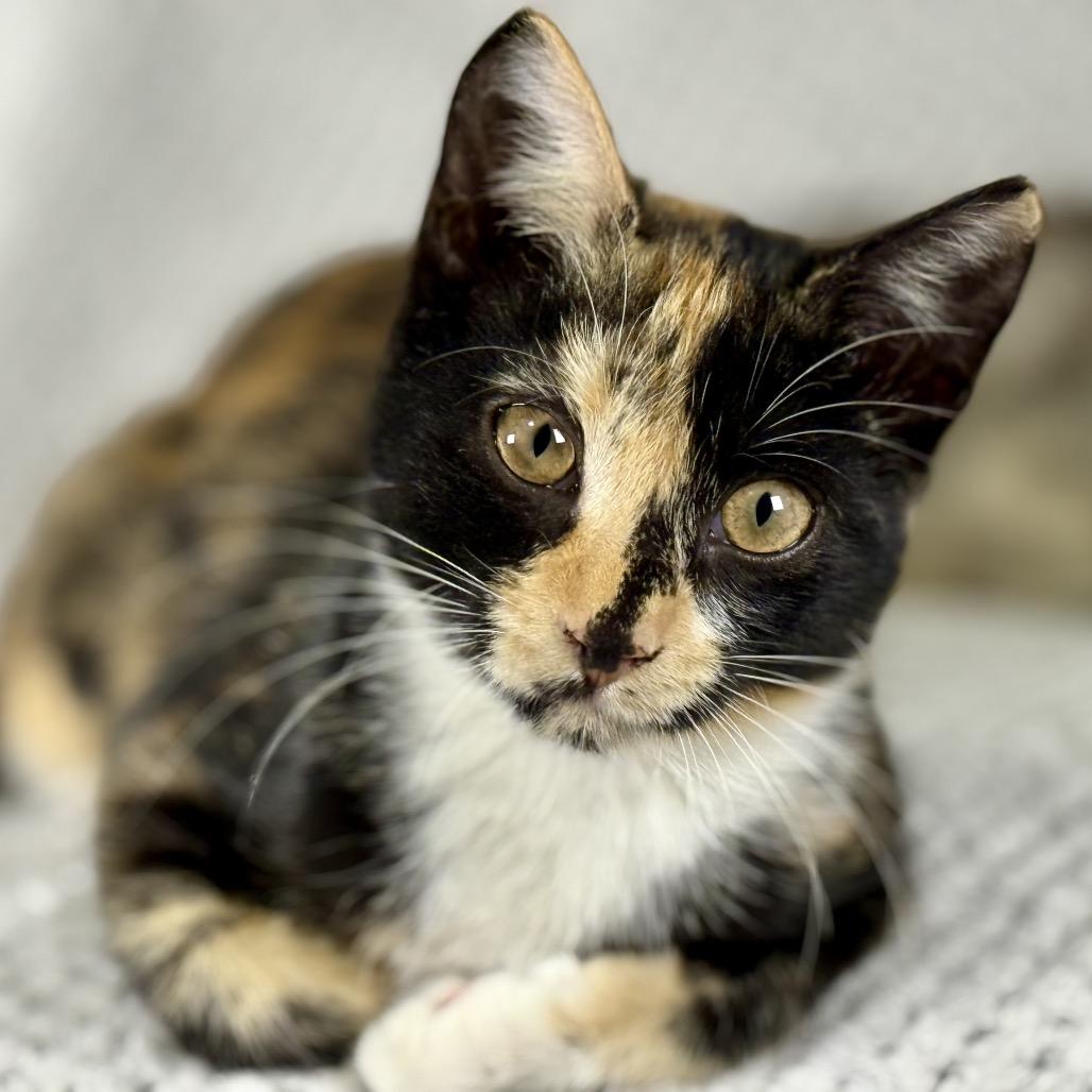 Enlarge Wanda, a Adoptable Domestic Medium Hair in Ponte Vedra Beach, FL image 2/2