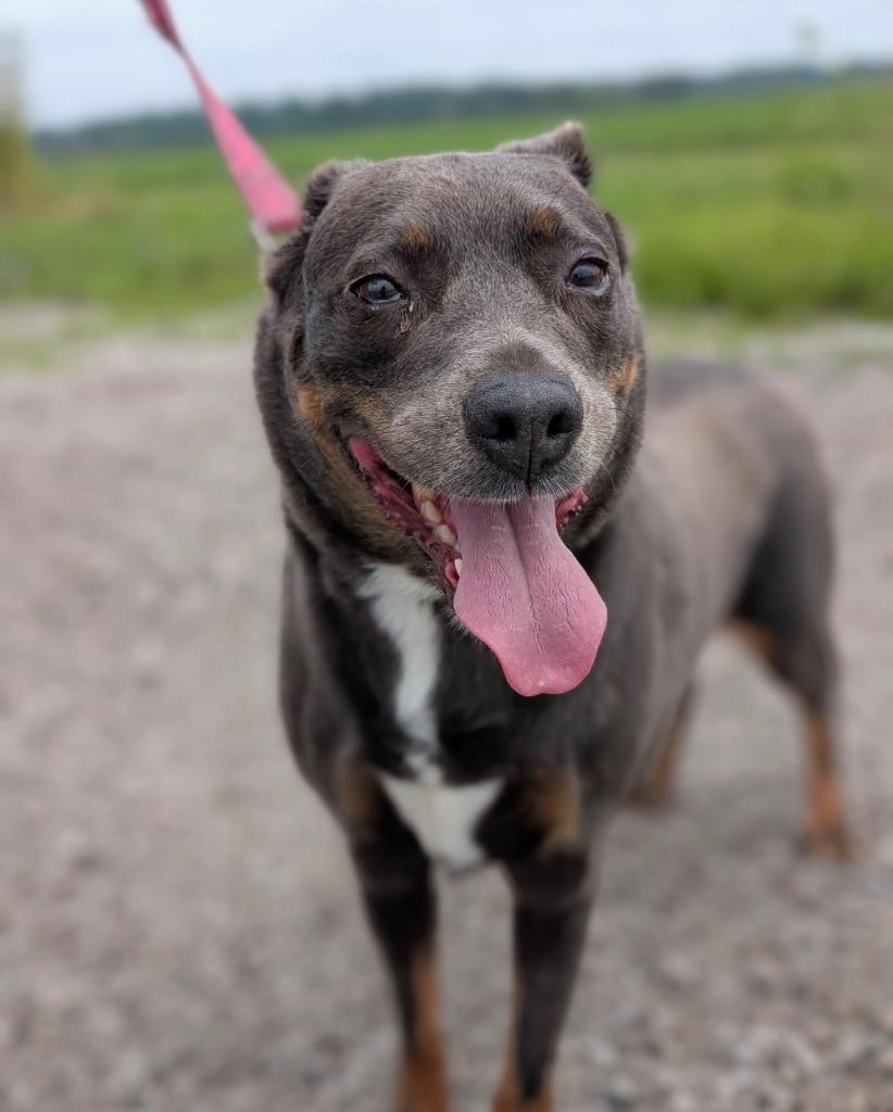 Wednesday, a Adoptable mixed breed in Defiance, OH image 2/6