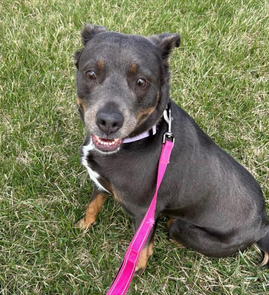 Wednesday, a Adoptable mixed breed in Defiance, OH image 2/6