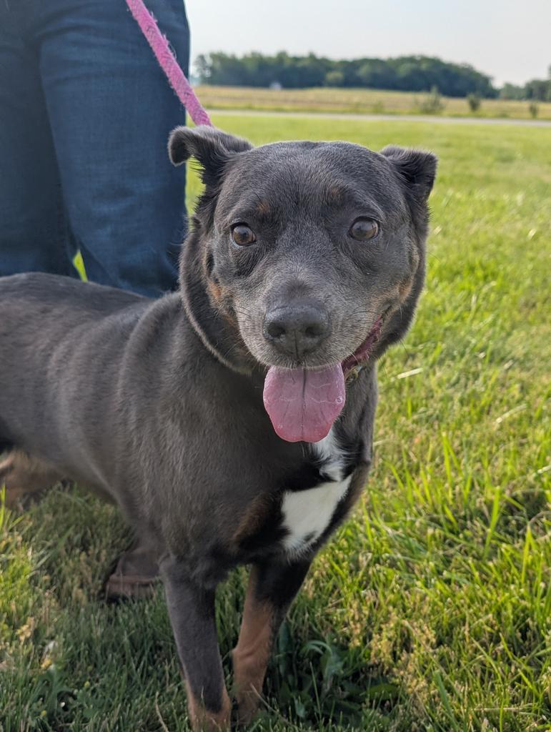 Wednesday, a Adoptable mixed breed in Defiance, OH image 2/6