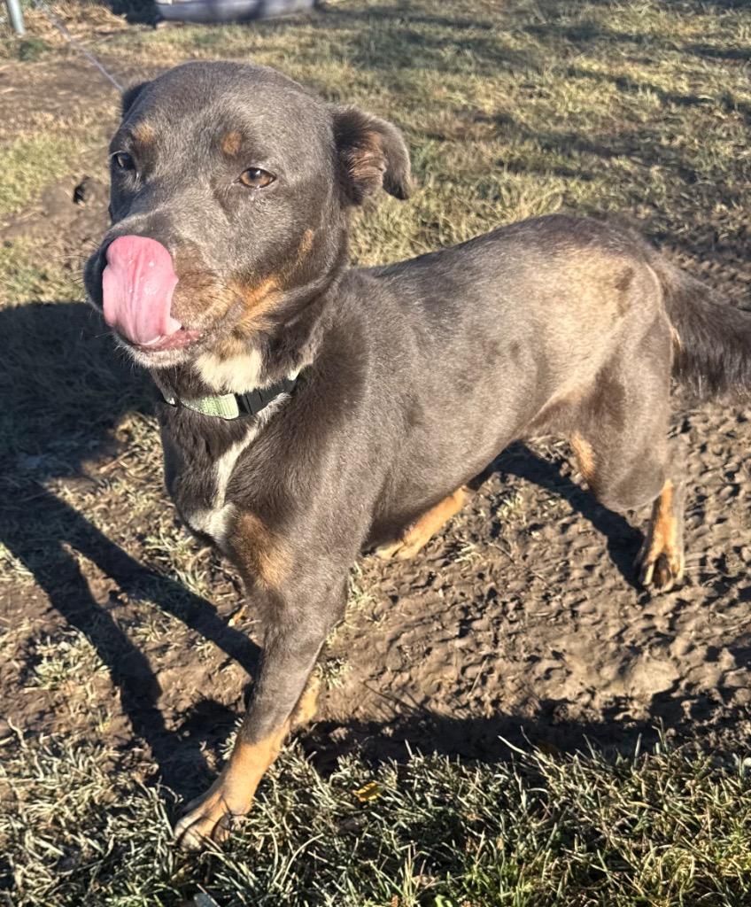 Wednesday, a Adoptable mixed breed in Defiance, OH image 3/6