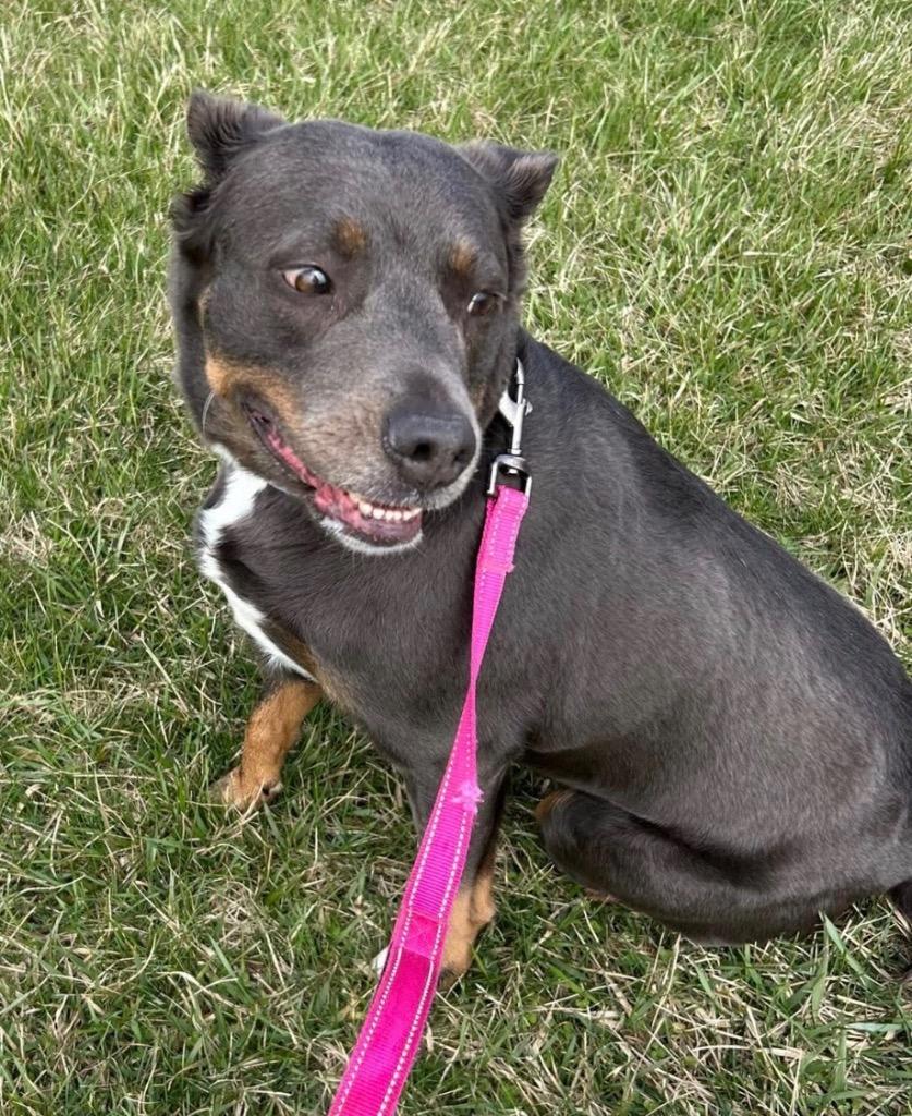 Enlarge Wednesday, a Adoptable mixed breed in Defiance, OH image 6/6