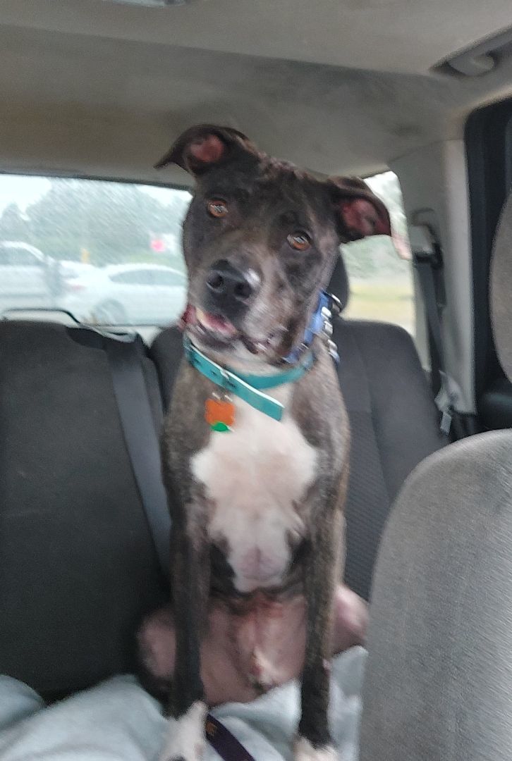 ROCCO, Adoptable, Adult Male Pit Bull Terrier.