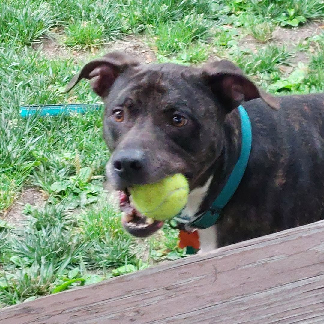ROCCO, a Adoptable Pit Bull Terrier in Broadalbin, NY image 2/4