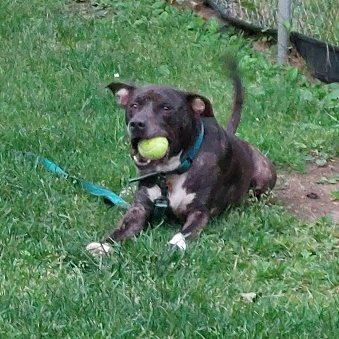ROCCO, a Adoptable Pit Bull Terrier in Broadalbin, NY image 3/4