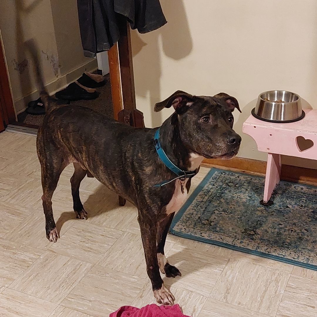 ROCCO, a Adoptable Pit Bull Terrier in Broadalbin, NY image 4/4