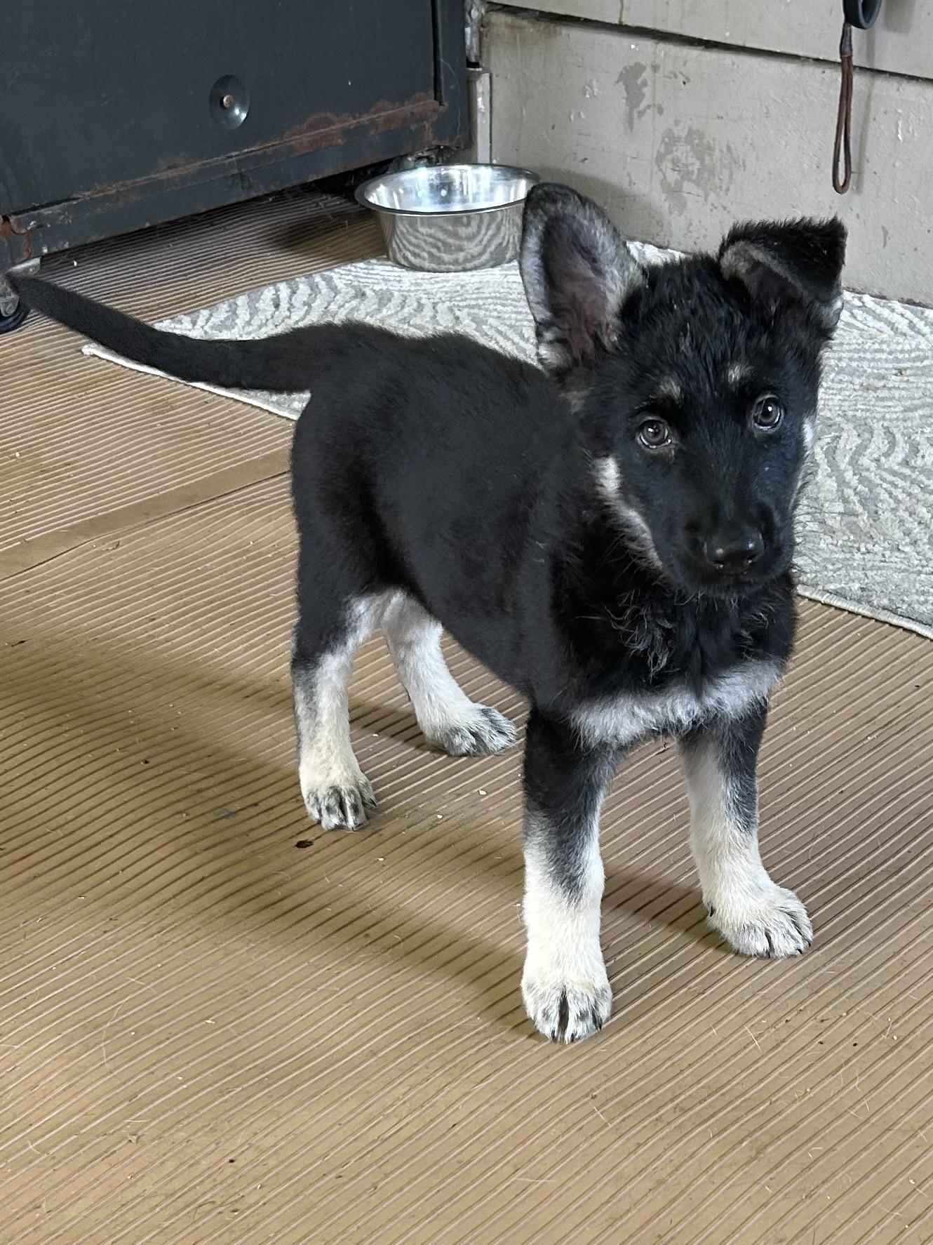 SAMMY, adopted, Puppy Male German Shepherd Dog.