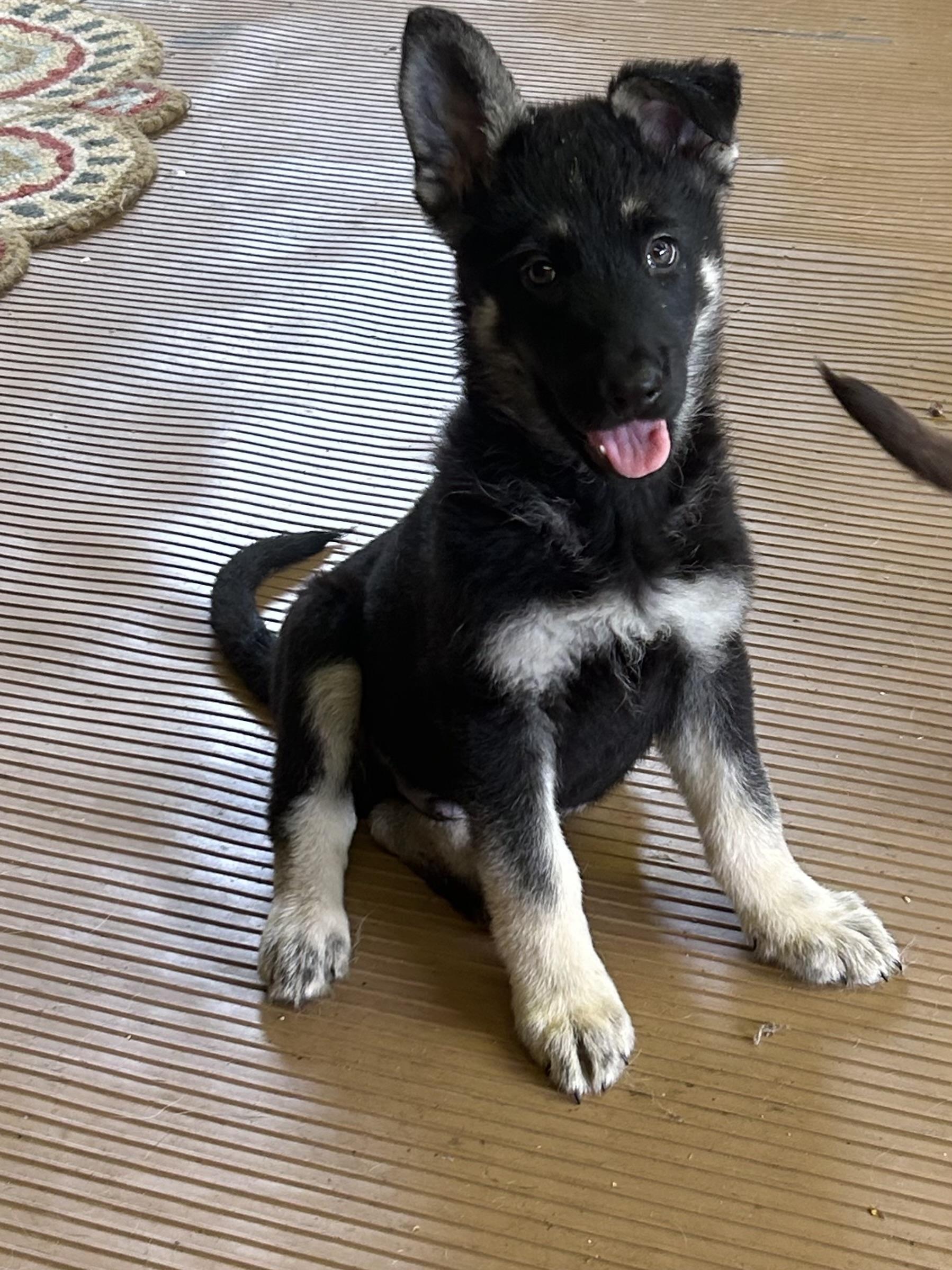 Enlarge SAMMY, an adopted German Shepherd Dog in Elyria, OH image 2/5