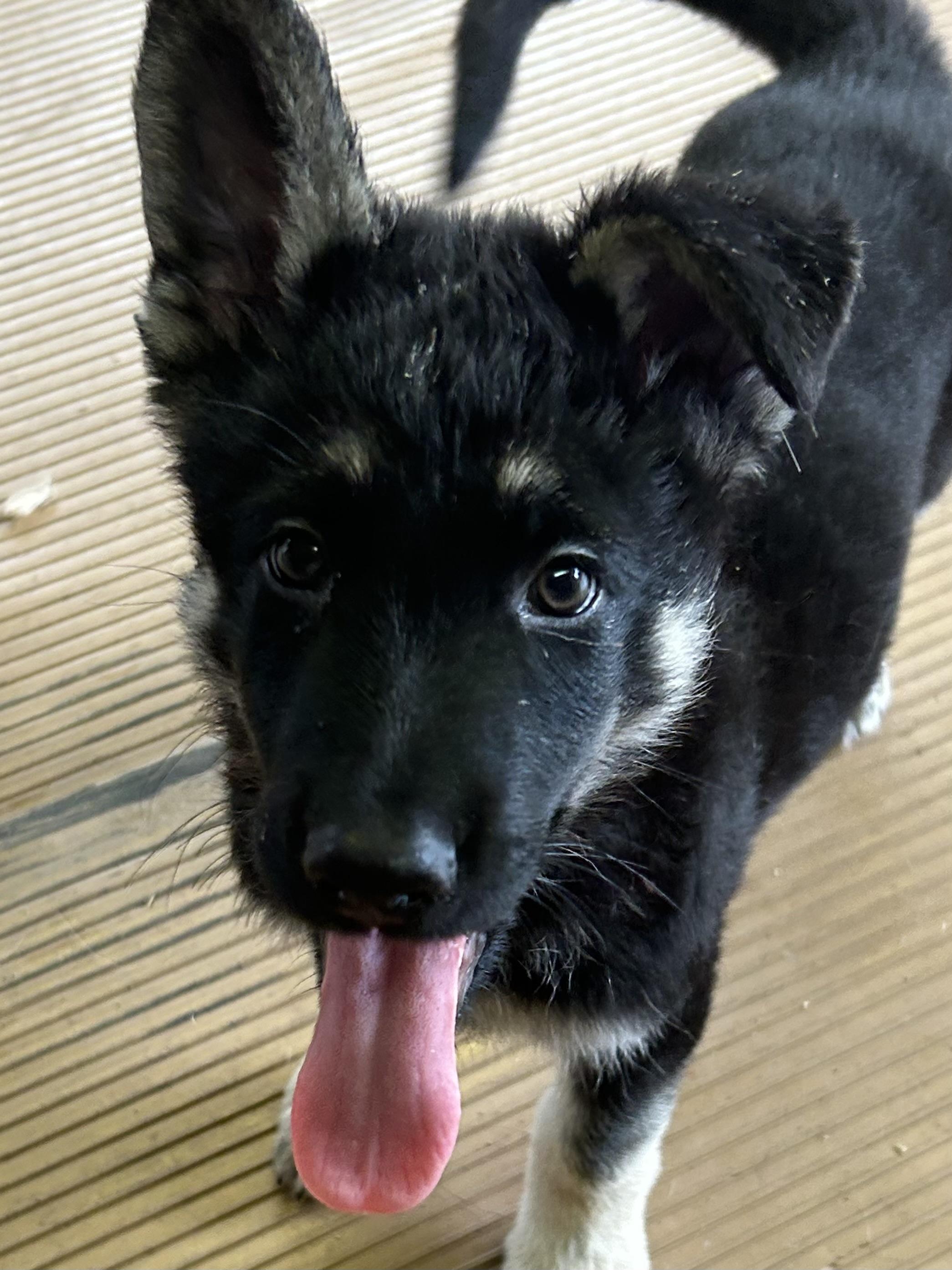 Enlarge SAMMY, an adopted German Shepherd Dog in Elyria, OH image 4/5