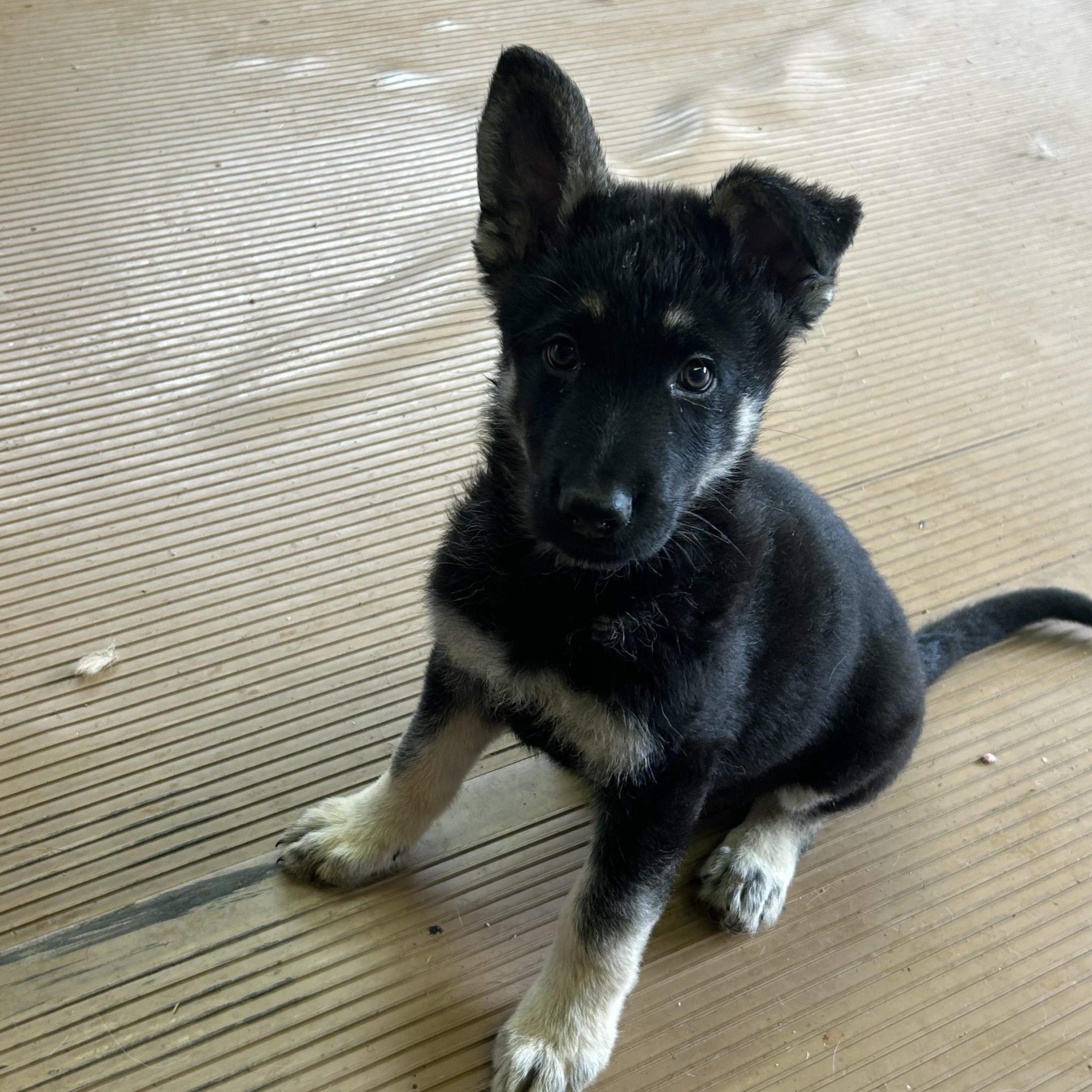 Enlarge SAMMY, an adopted German Shepherd Dog in Elyria, OH image 5/5