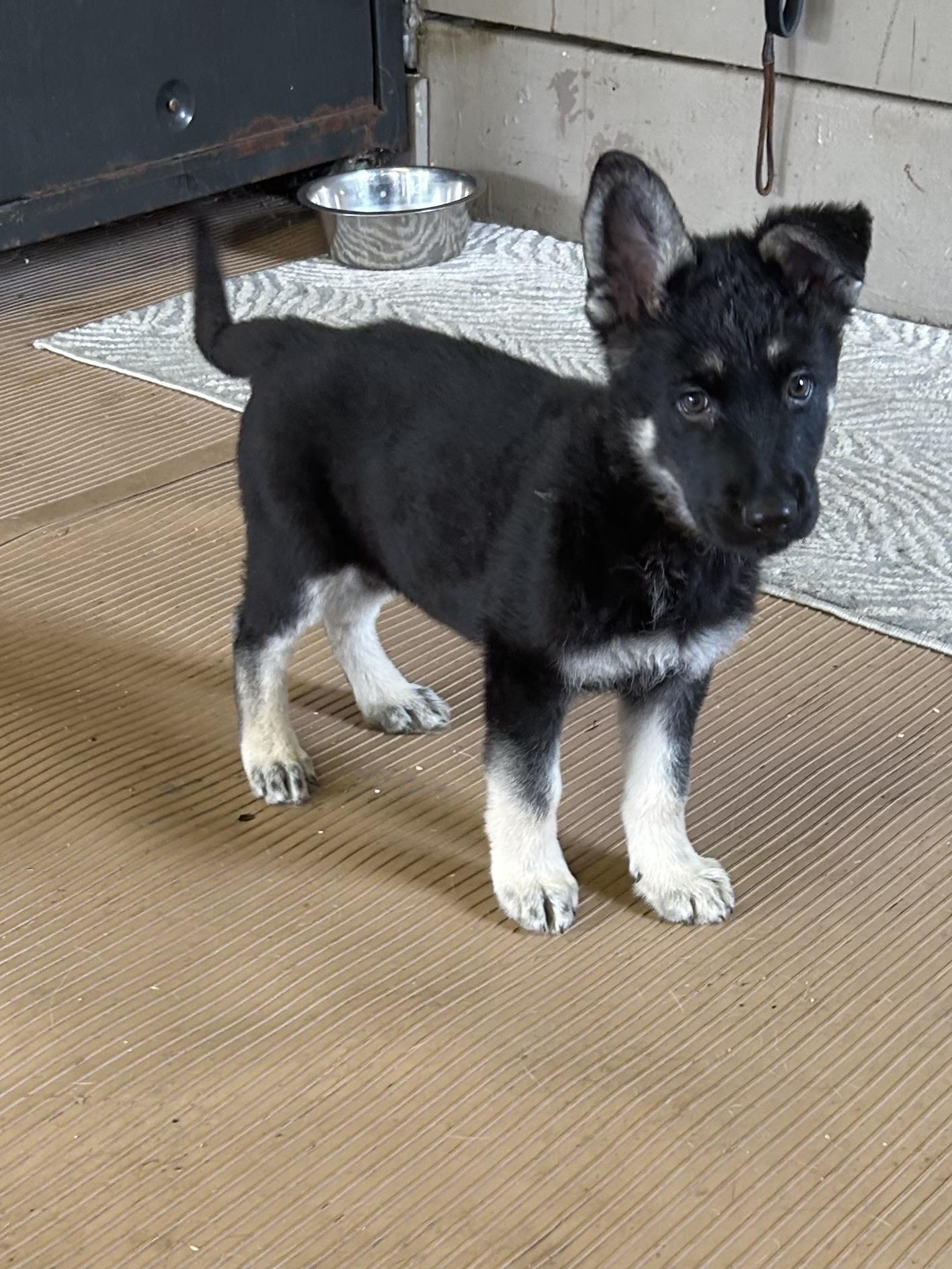 Enlarge SAMMY, an adopted German Shepherd Dog in Elyria, OH image 3/5