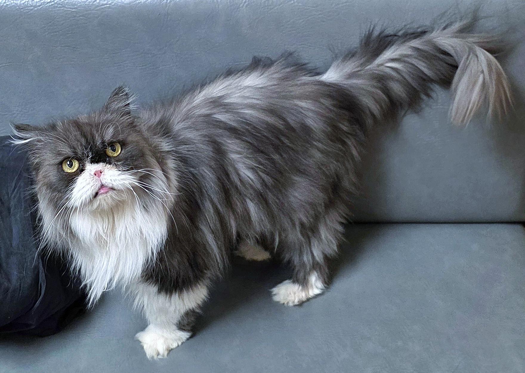 Enlarge Ariel, an adopted Persian in Converse, TX image 3/5