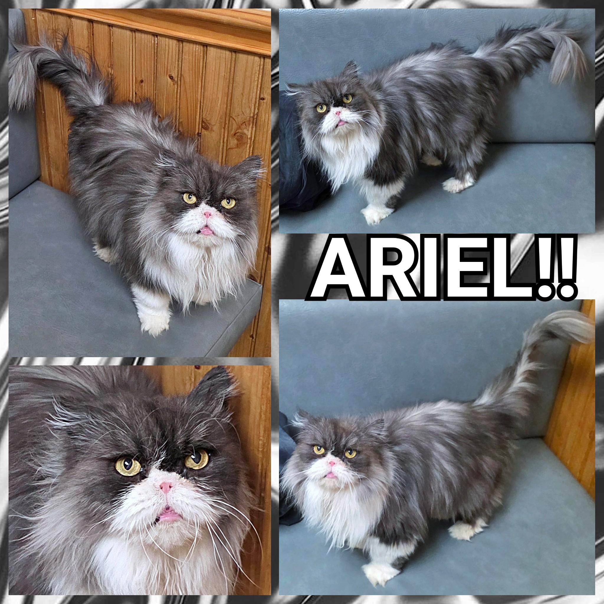 Enlarge Ariel, an adopted Persian in Converse, TX image 5/5