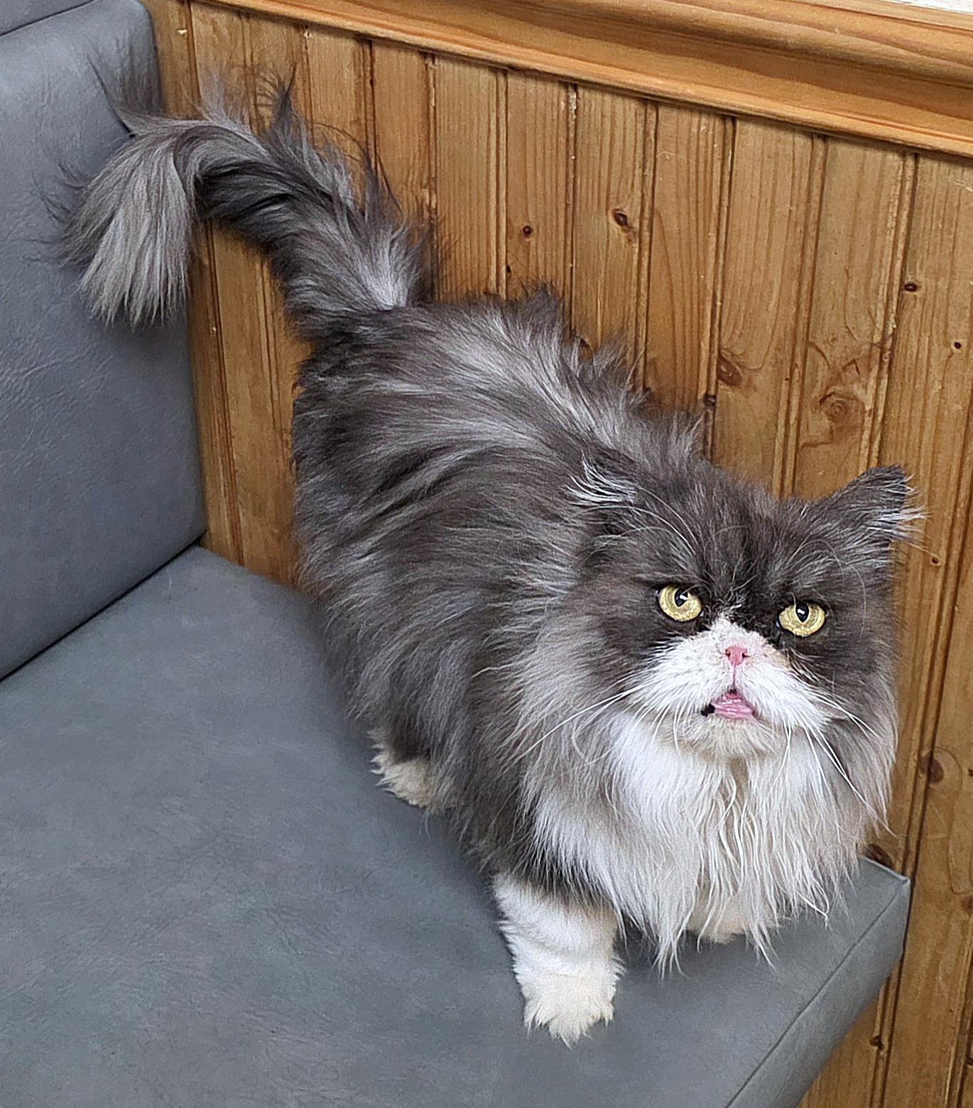 Enlarge Ariel, an adopted Persian in Converse, TX image 4/5