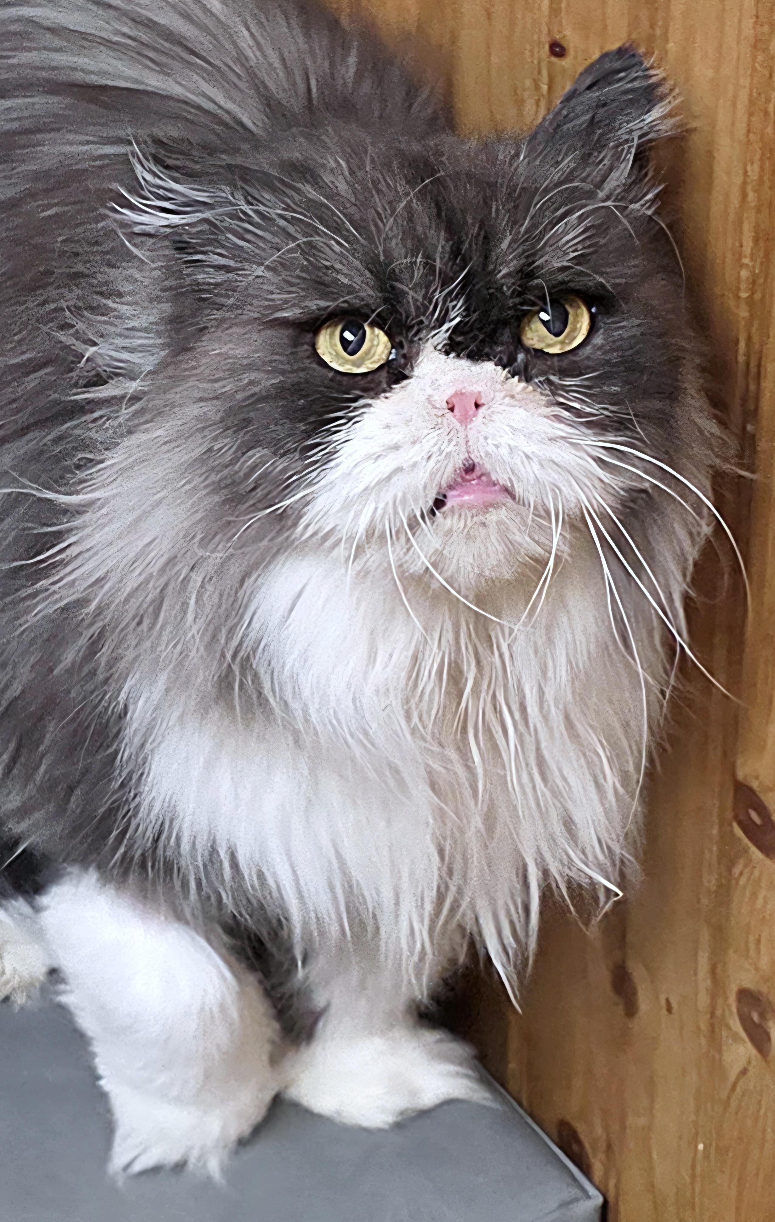 Ariel, adopted, Senior Female Persian.