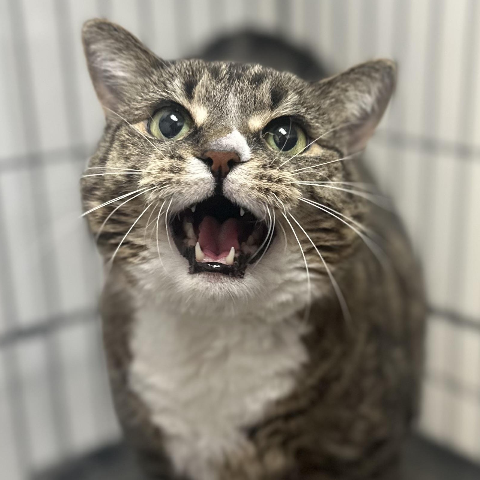 Mandy, adopted, Senior Female Domestic Short Hair.