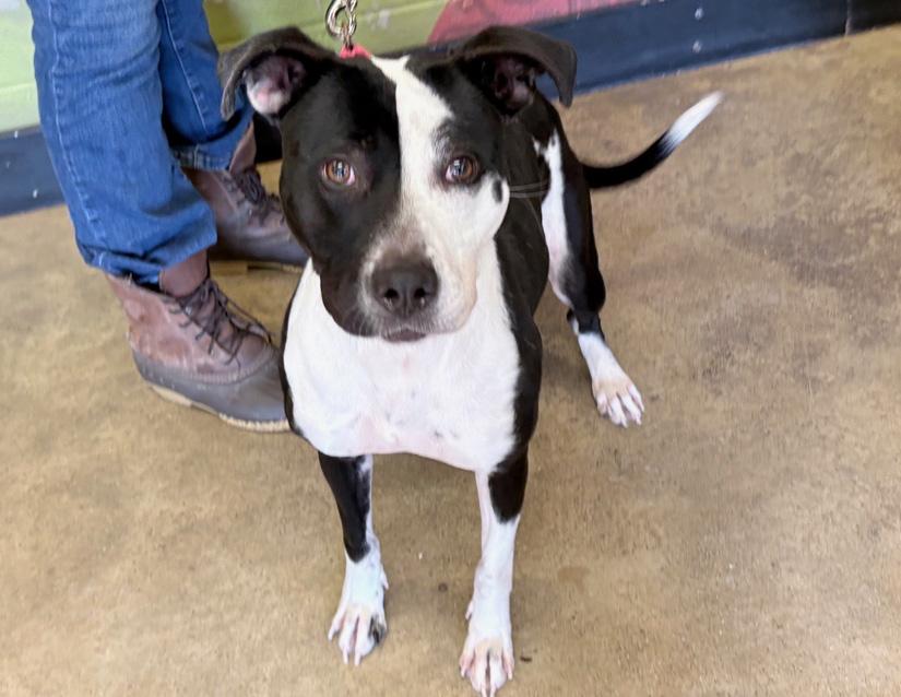 Stefani, ADOPTABLE, Adult Female Pit Bull Terrier.