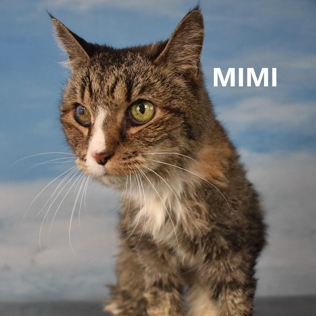 Mimi, Adoptable, Adult Female Domestic Medium Hair.