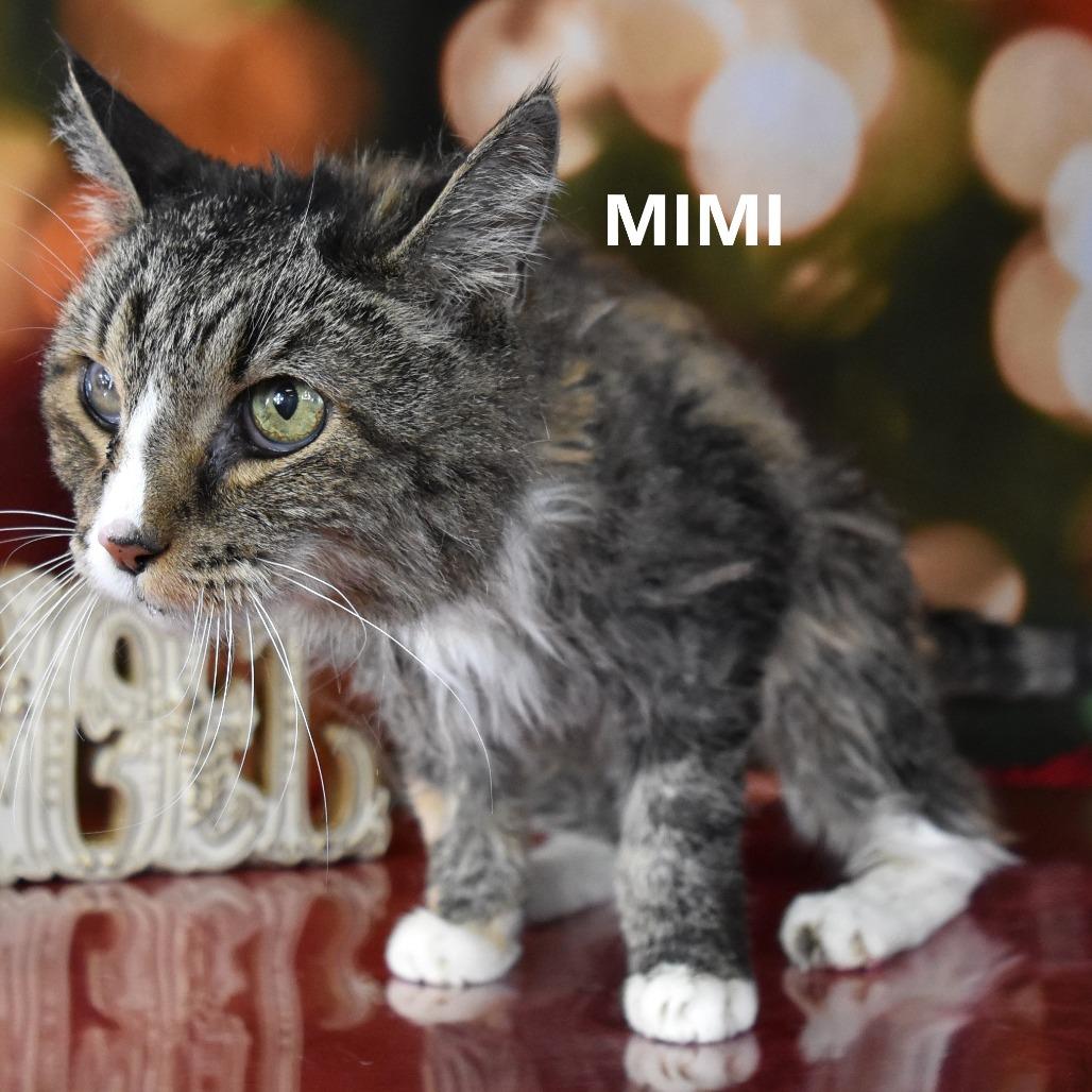 Enlarge Mimi, a Adoptable Domestic Medium Hair in Yuma, AZ image 1/2