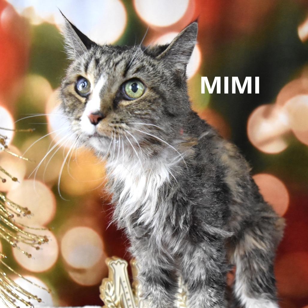 Enlarge Mimi, a Adoptable Domestic Medium Hair in Yuma, AZ image 2/2