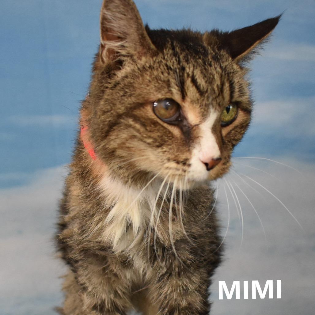 Enlarge Mimi, a Adoptable Domestic Medium Hair in Yuma, AZ image 4/4