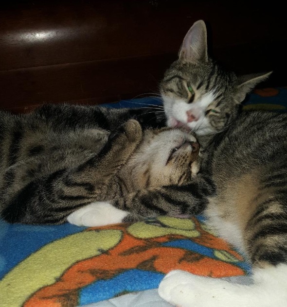 Lucky R, a Adoptable Domestic Short Hair in New Cumberland, PA image 5/6