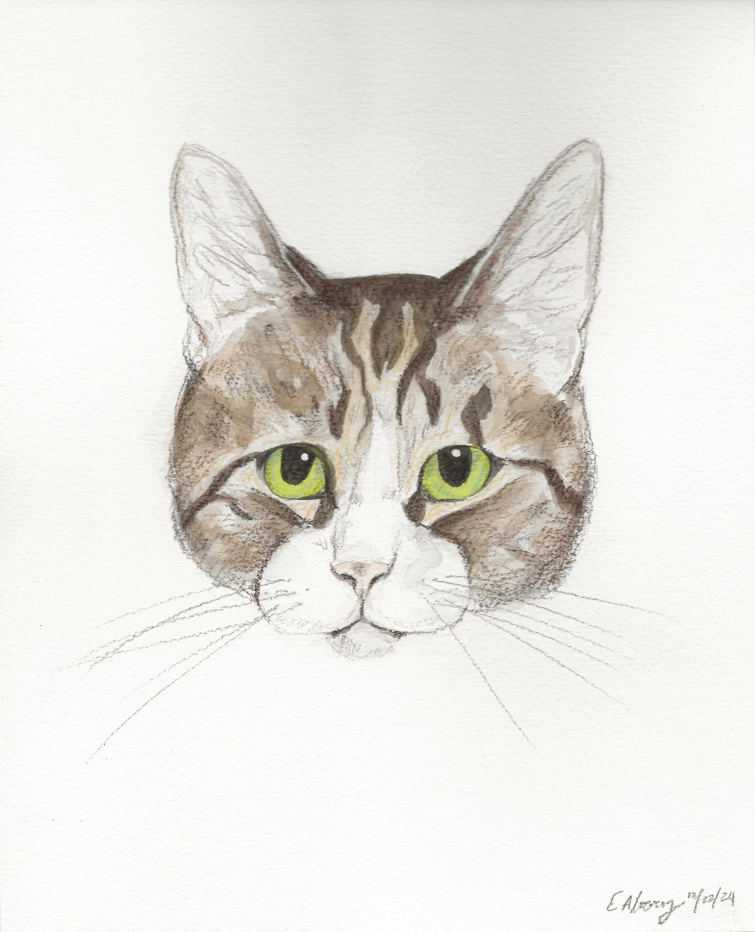 Lucky R, a Adoptable Domestic Short Hair in New Cumberland, PA image 2/6