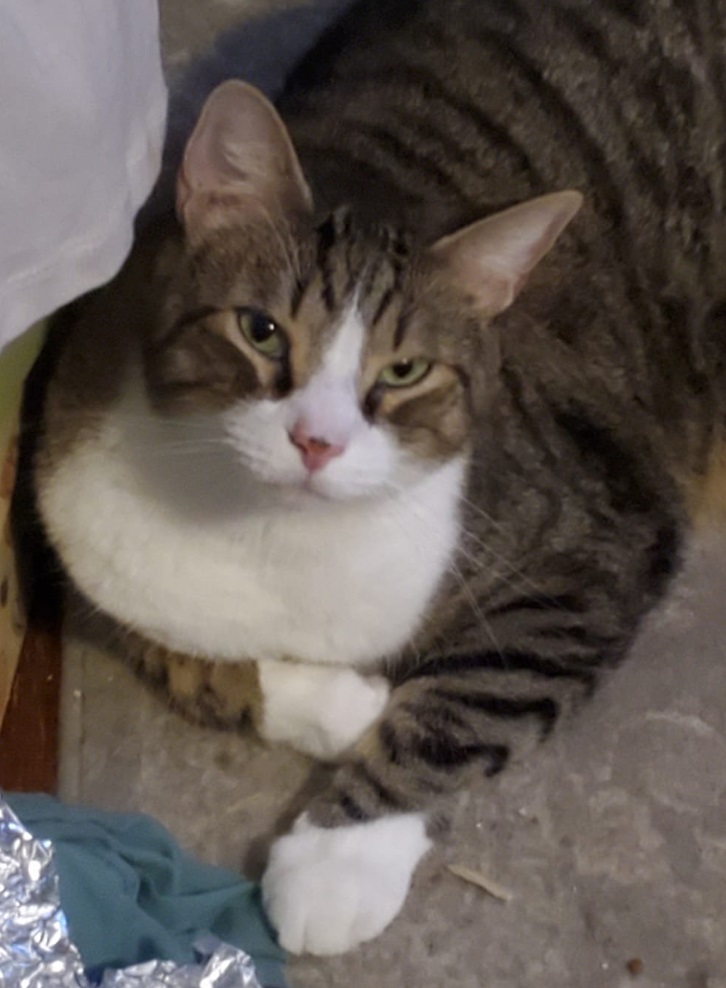 Lucky R, a Adoptable Domestic Short Hair in New Cumberland, PA image 4/6